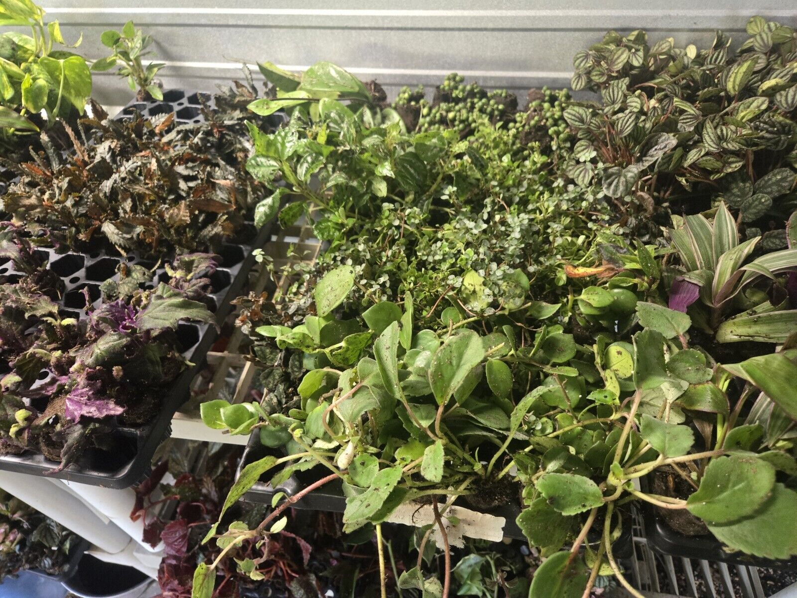 Cheap 80 wholesale plants Starter Plugs For Resellers Or Collector 