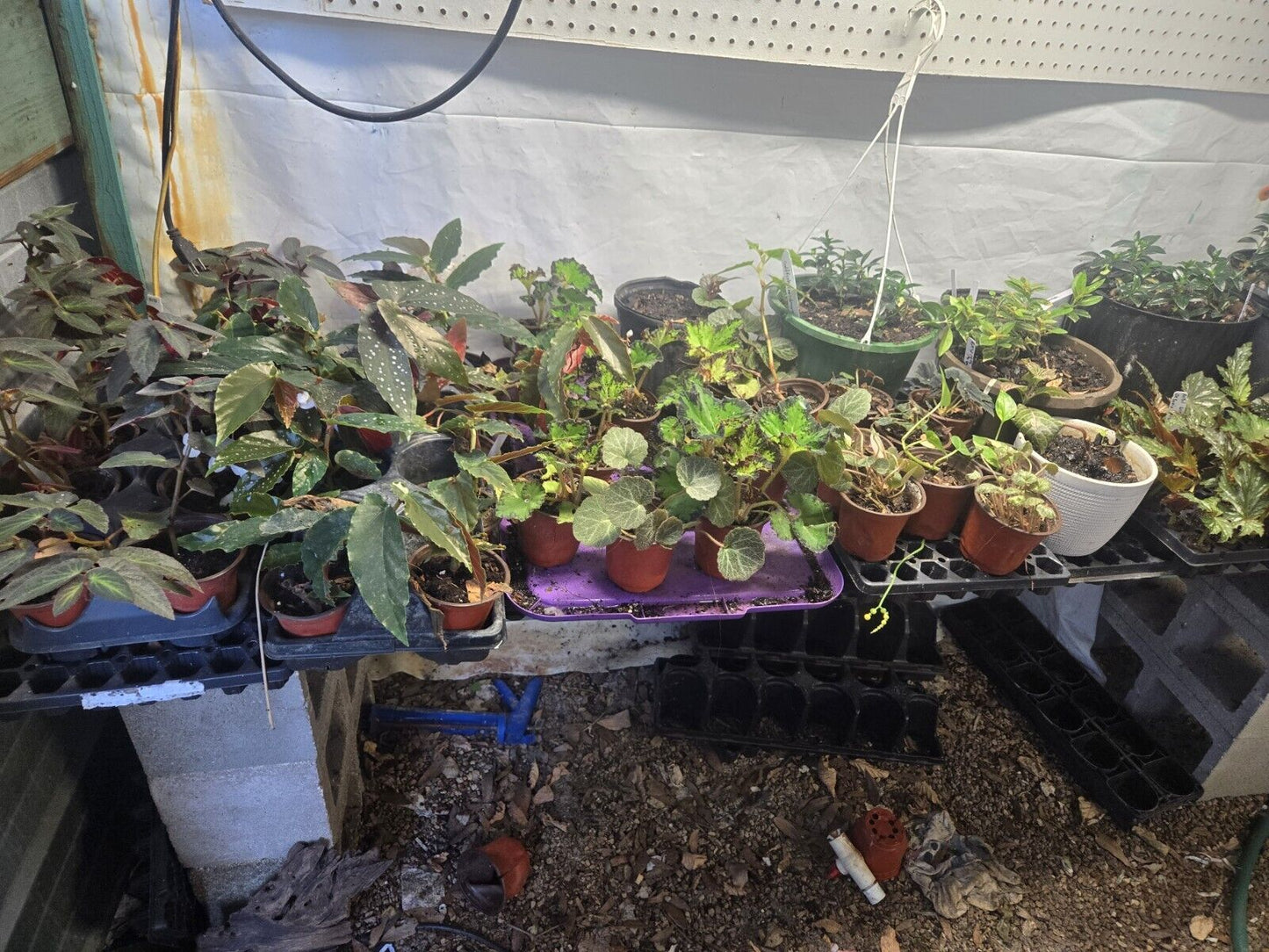 Cheap 80 wholesale plants Starter Plugs For Resellers Or Collector 