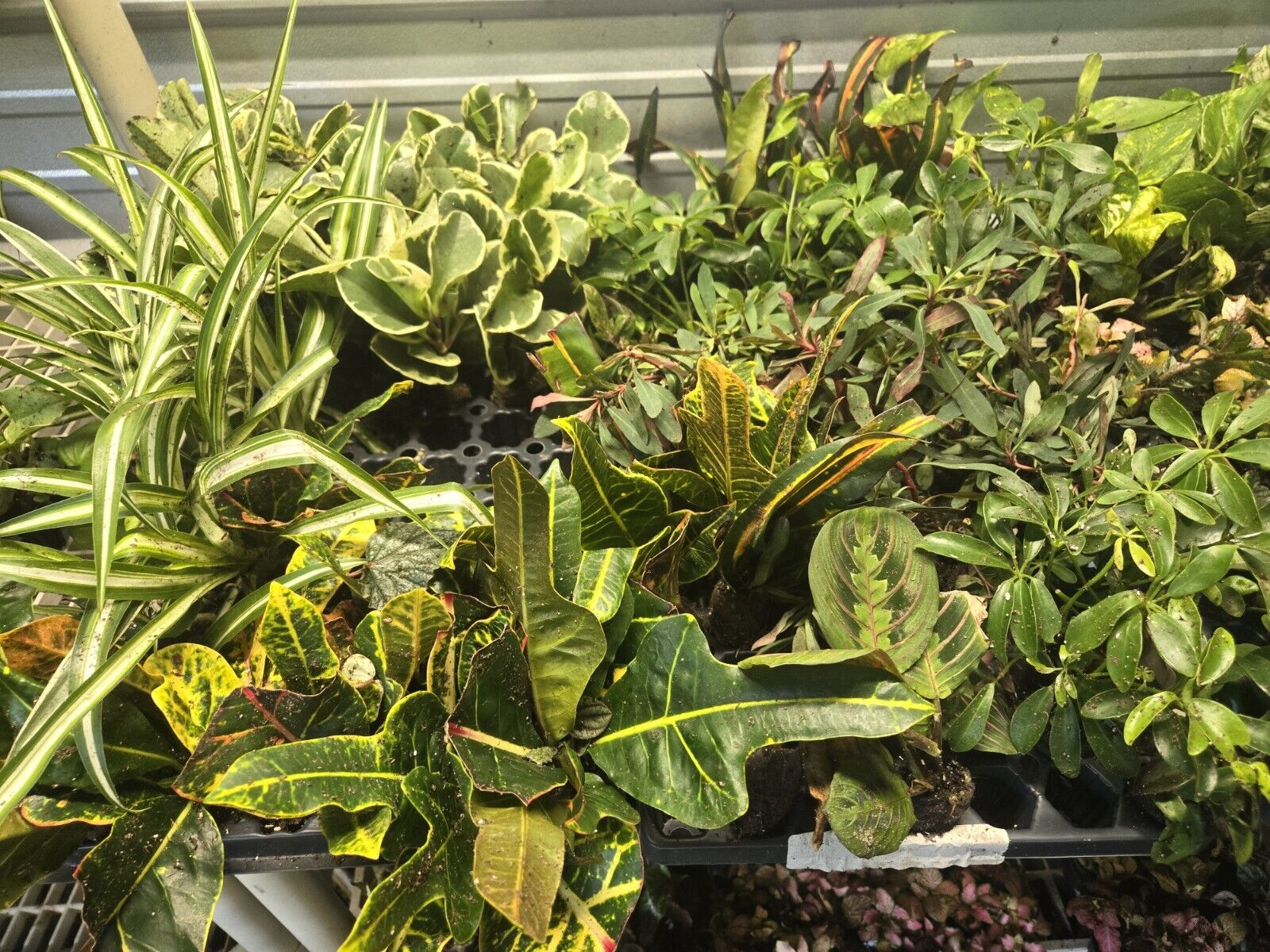 Cheap 80 wholesale plants Starter Plugs For Resellers Or Collector 