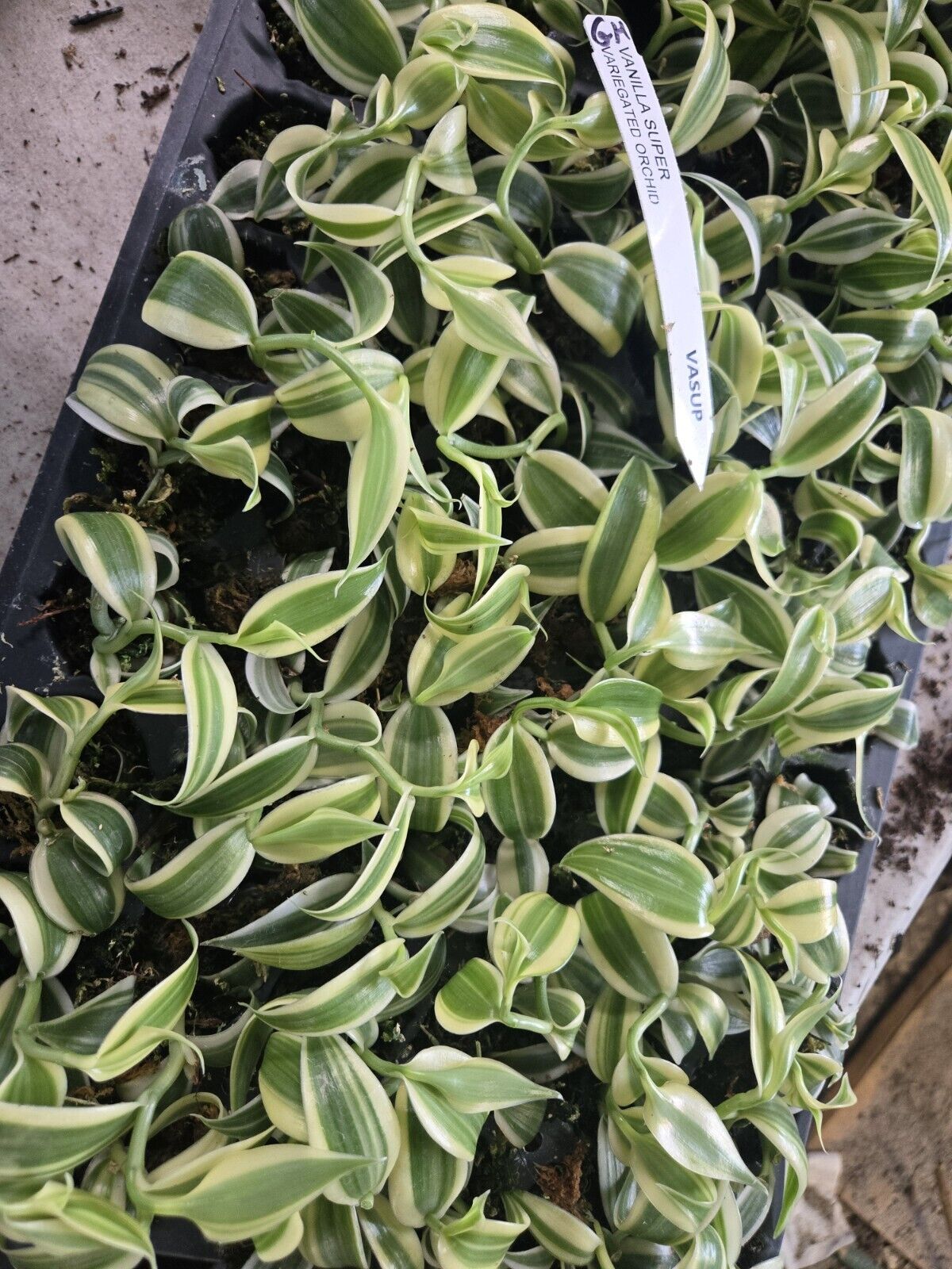 SMALL ESTABLISHED Super WHITE Variegated Vanilla planifolia Orchid 