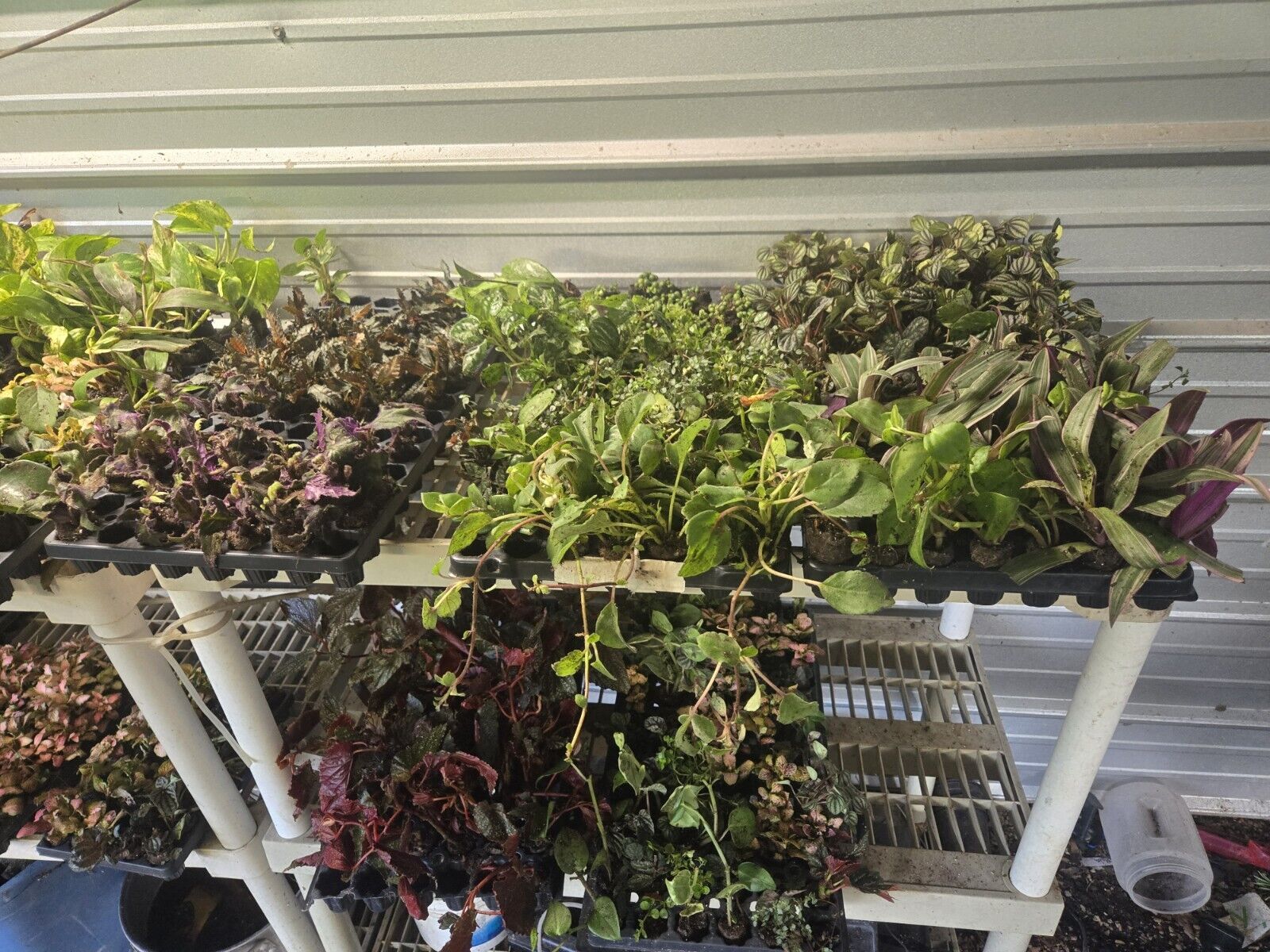 Cheap 80 wholesale plants Starter Plugs For Resellers Or Collector 