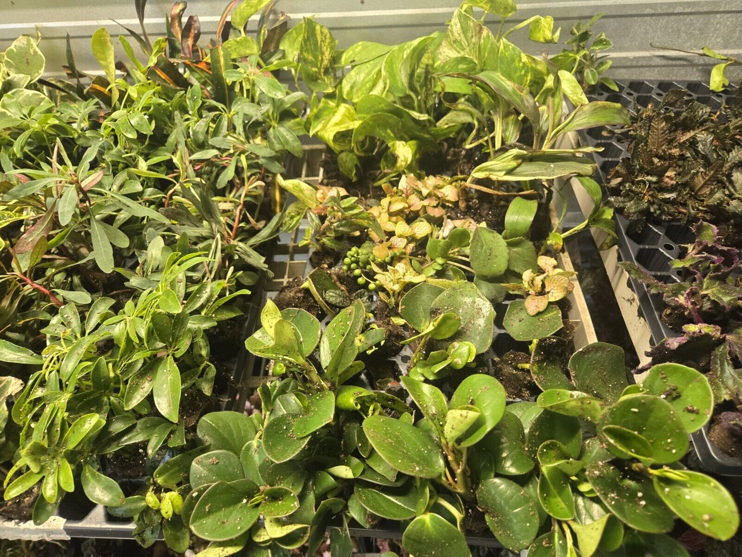 Cheap 80 wholesale plants Starter Plugs For Resellers Or Collector 