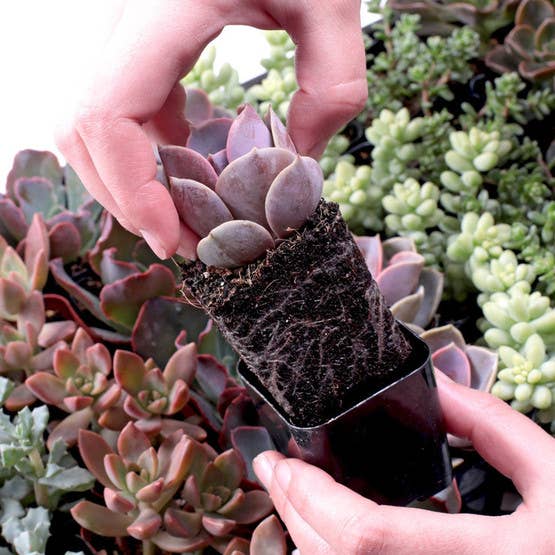 Nuthin' But Color Succulents 12-Pack (12 Varieties, 2" Pots)