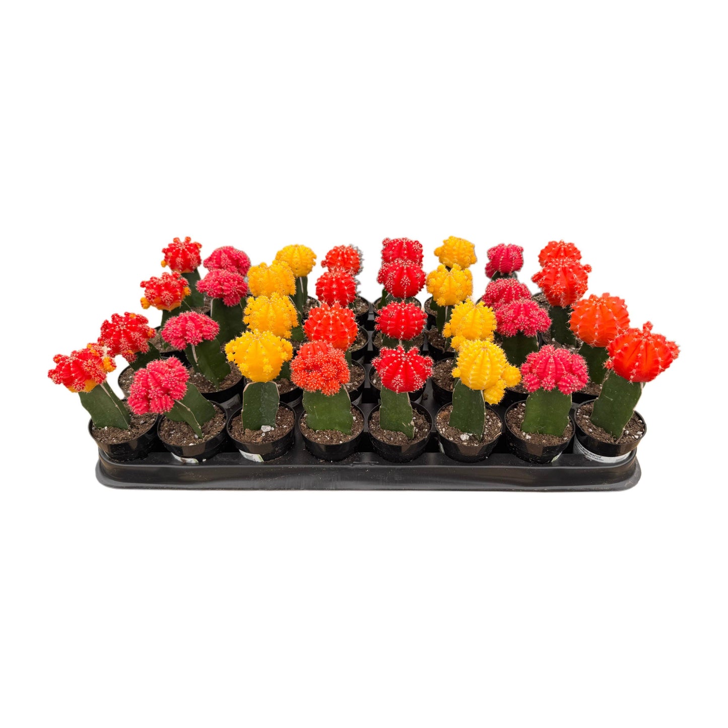 Neon Moon Cactus | 2.5 inch | Gymnocalycium mihanovichii: Assorted / 2.5 inch