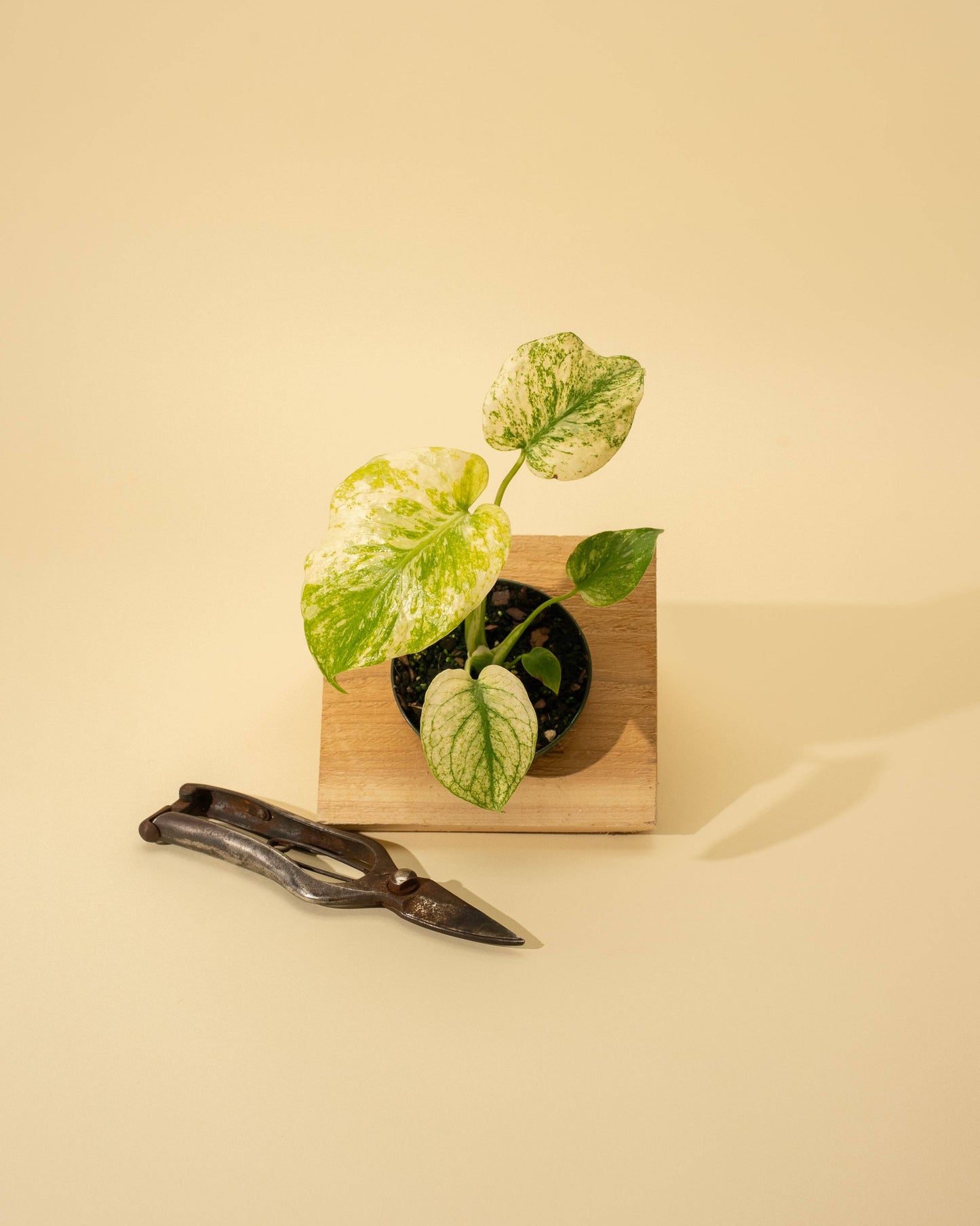 3.5" Monstera 'Mint'