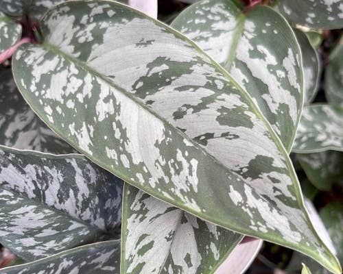 Apoballis Lavallei. 2-3 inch starter plant. : No. I will pot them myself. I would rather save the money.