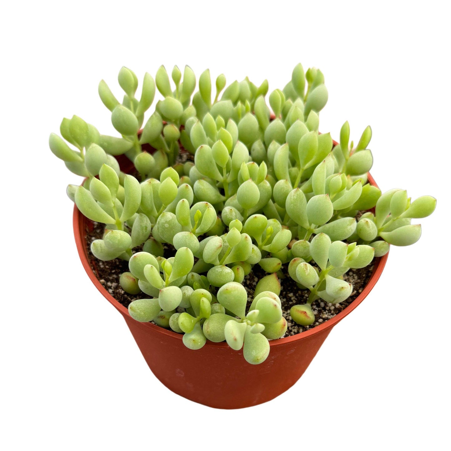 Cotyledon pendens | 4 inch | Cliffhanger Plant: 4 inch