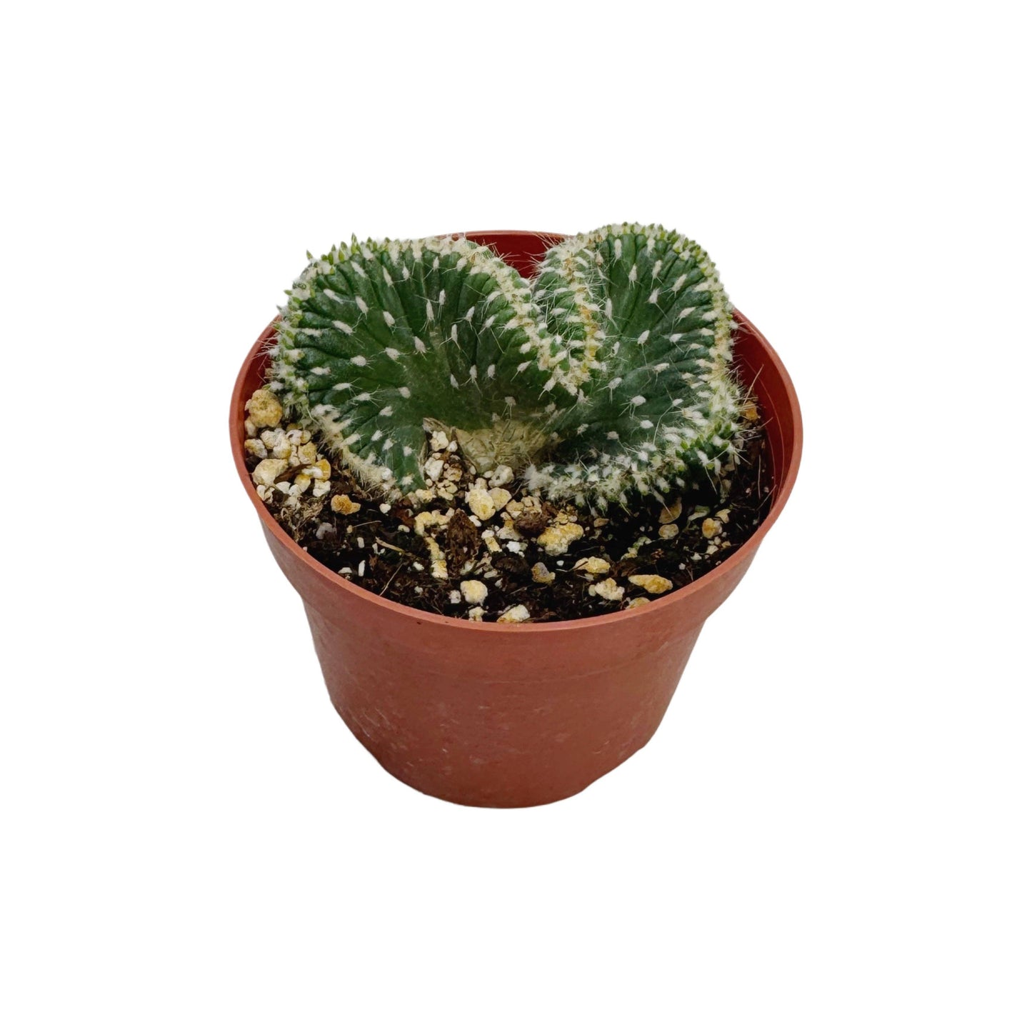 Emerald Idol | 4 inch | Austrocylindropuntia cylindrica cristata: 4 inch