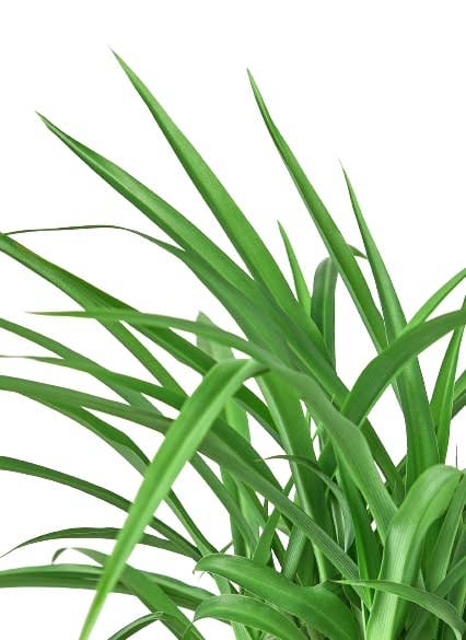 SPIDER GREEN 6-inch