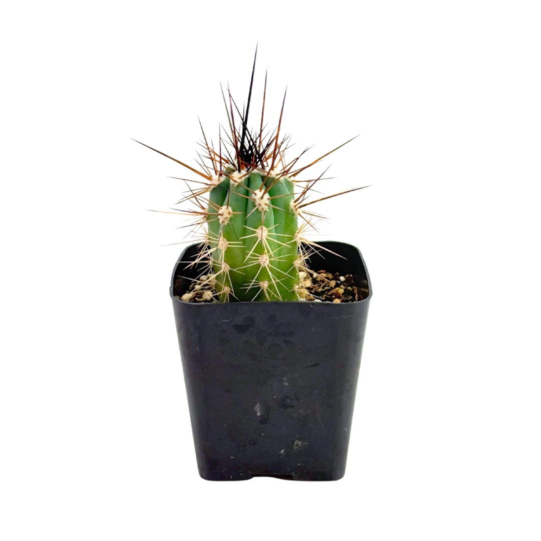 Toothpick Cactus | 2.5 inch | Stetsonia coryne: 2.5 inch
