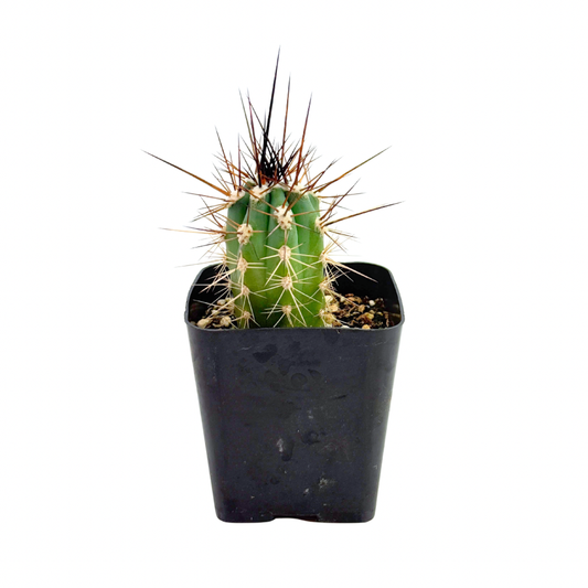 Toothpick Cactus | 2.5 inch | Stetsonia coryne: 2.5 inch