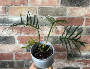 Philodendron Tortum. 2-3 inch starter plant. : No. I will pot them myself.