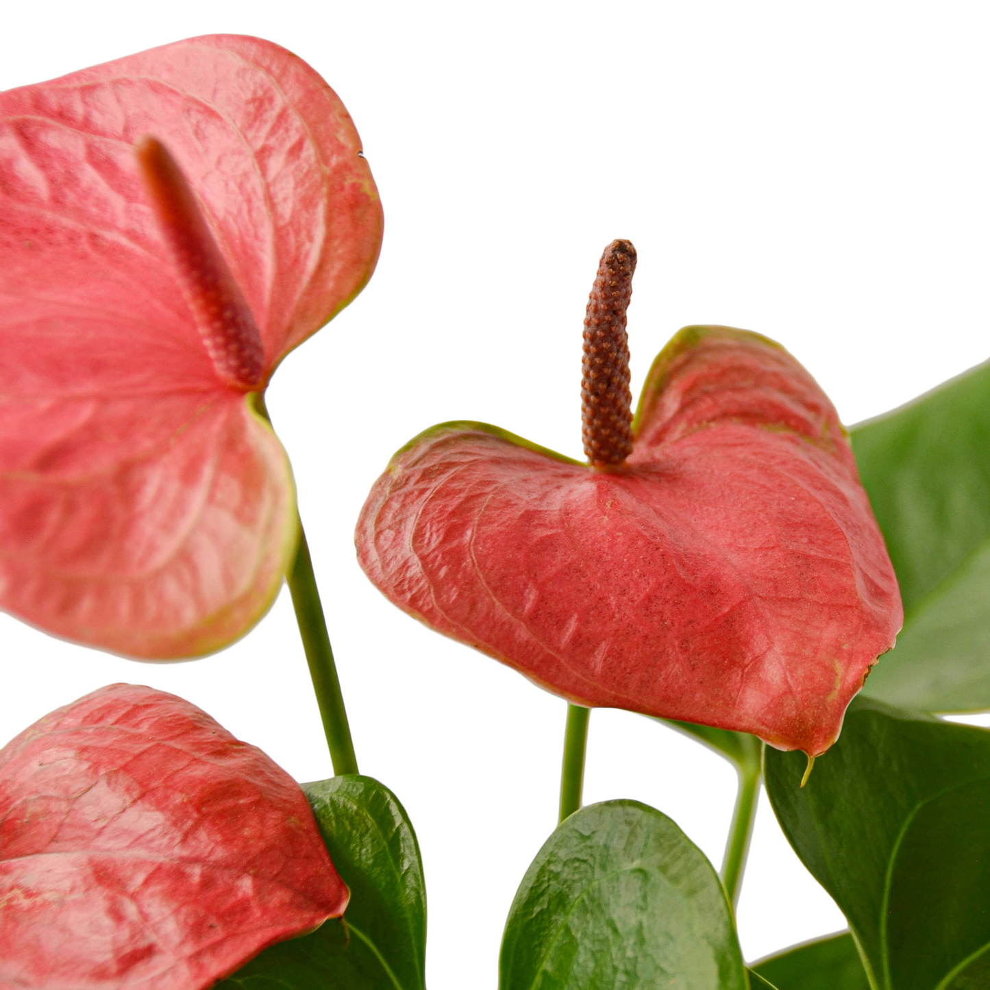 ANTHURIUM PINK 4-inch