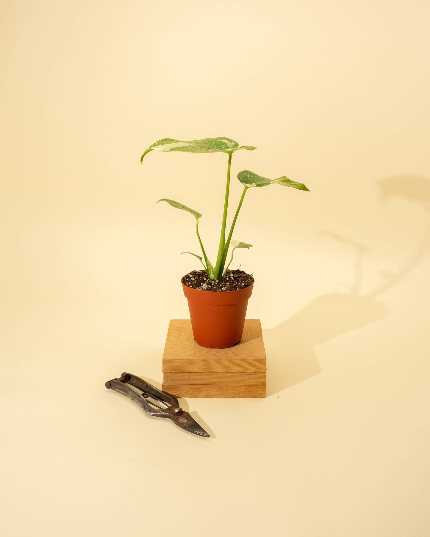 4" Monstera 'Thai Constellation'