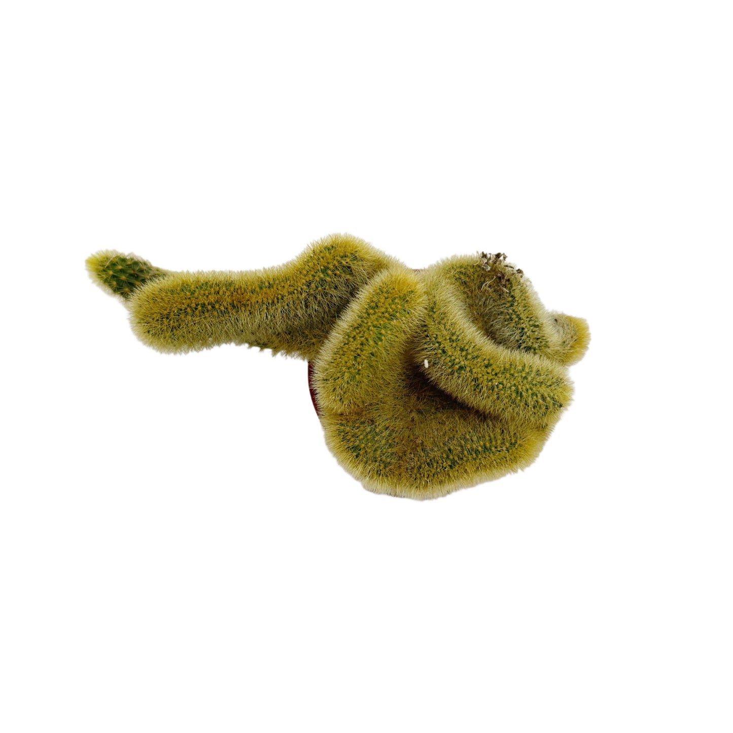 Crested Golden Rat Tail | 2.5 inch | Cleistocactus winteri cristata: 2.5 inch