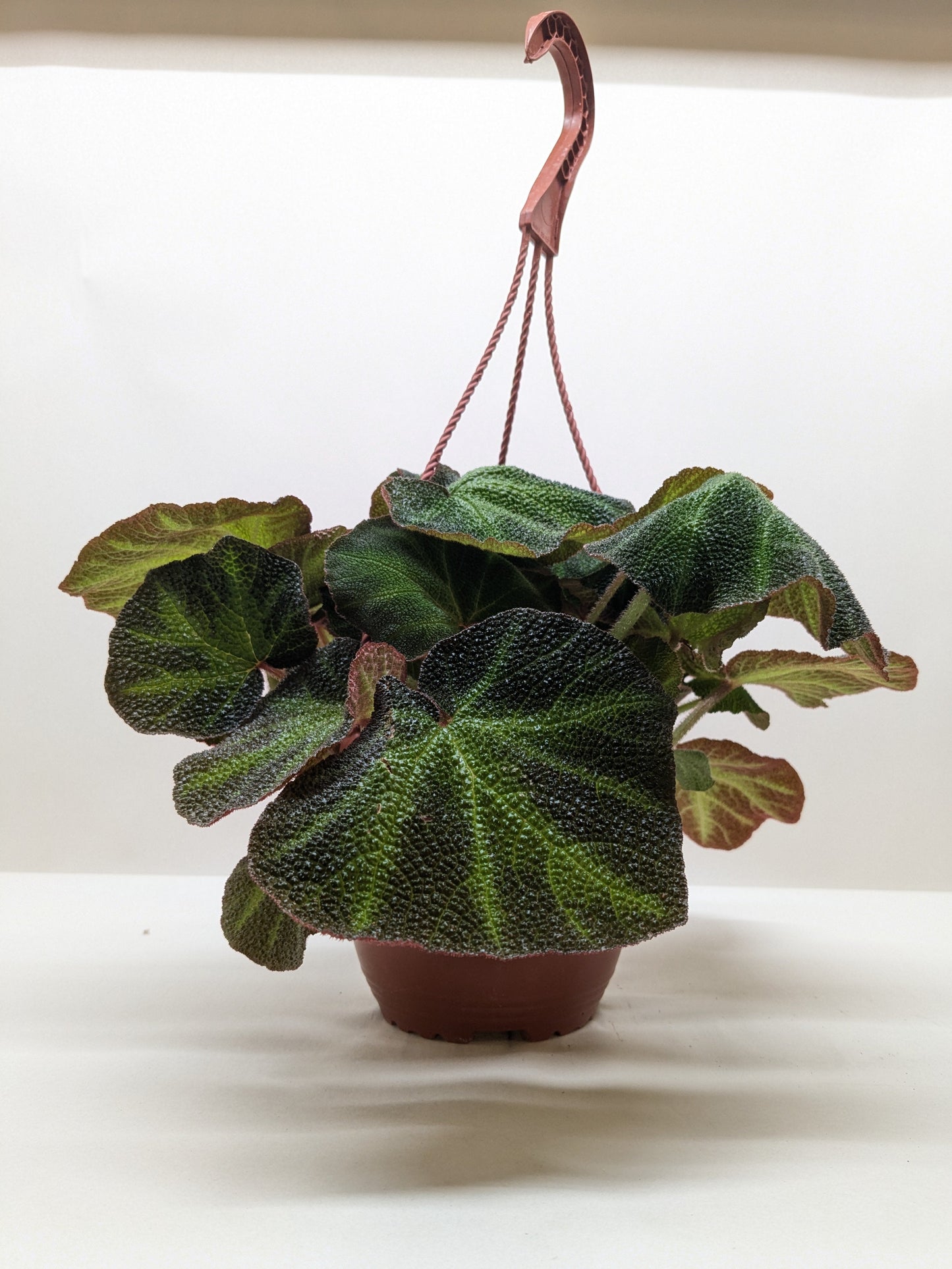 Begonia 'Soli Mutata'