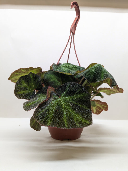 Begonia 'Soli Mutata'