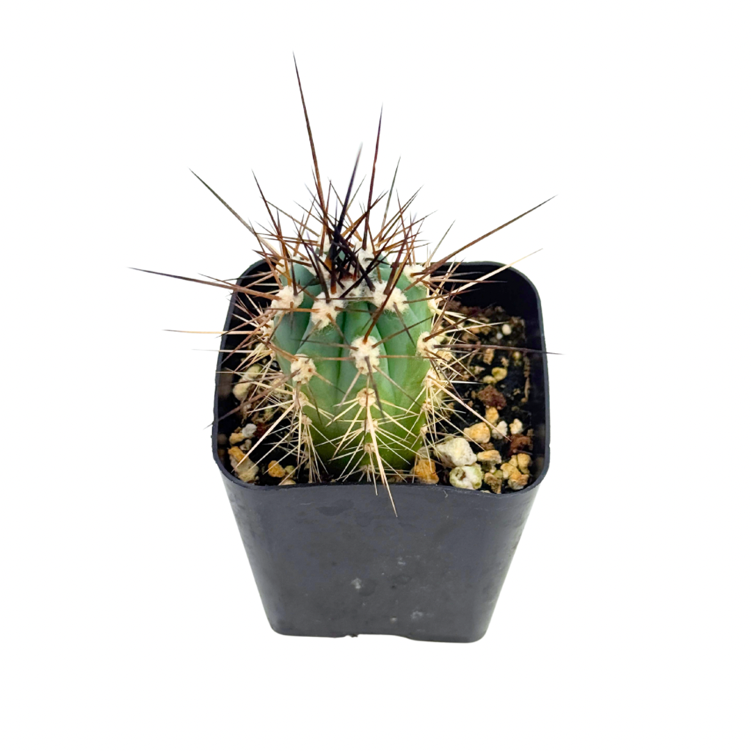 Toothpick Cactus | 2.5 inch | Stetsonia coryne: 2.5 inch
