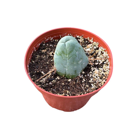 Penis Cactus | 4 inch | Trichocereus bridgesii monstrose: 4 inch