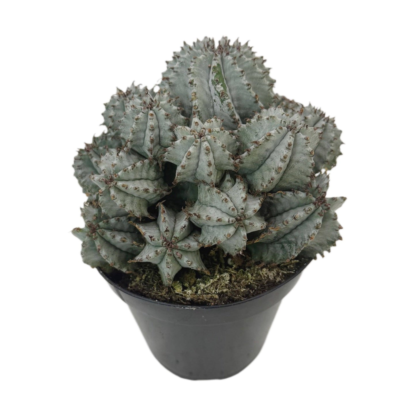 African Milk Barrel | 3.5 inch | Euphorbia horrida: 3.5 inch