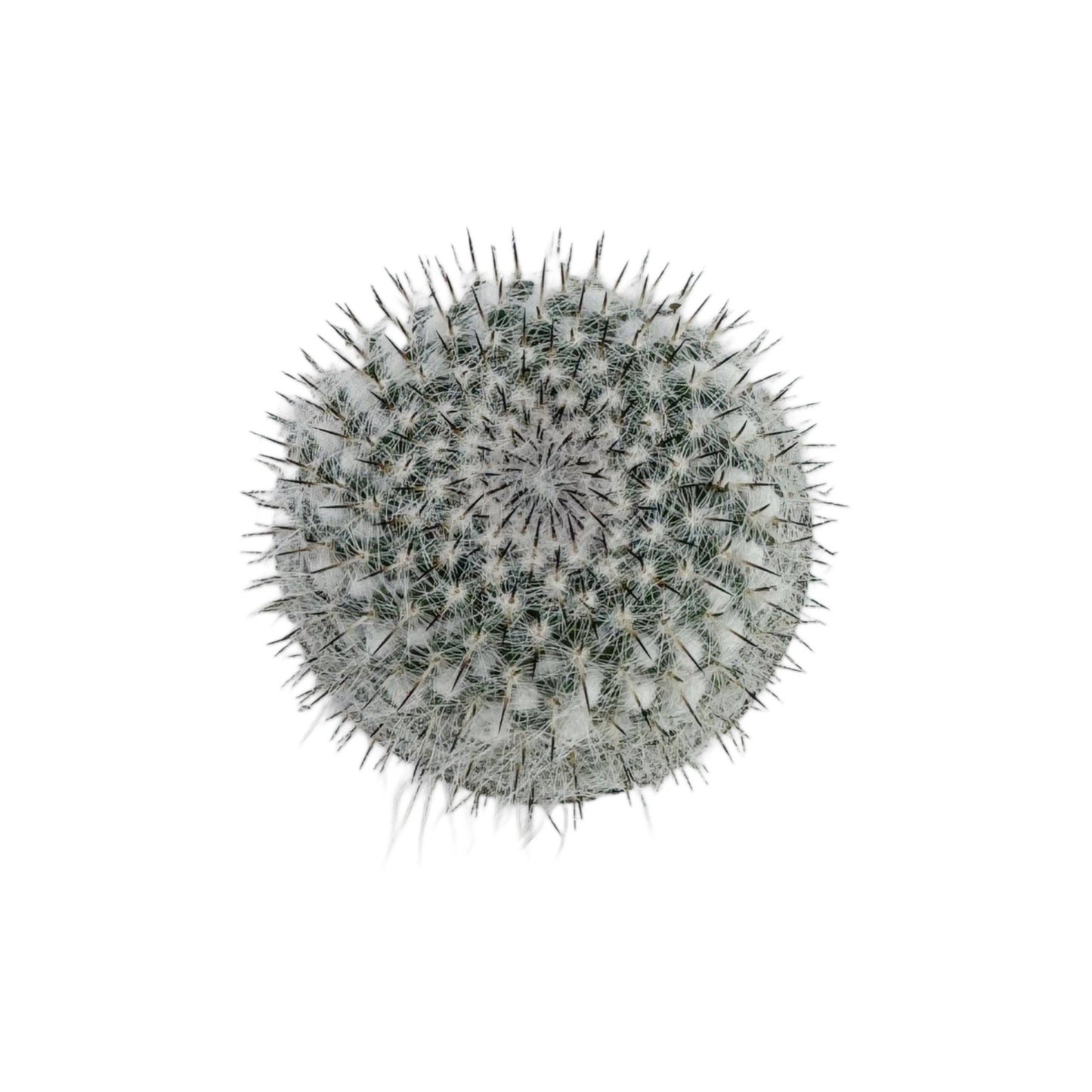Old Lady Cactus | 2.5 inch | Mammillaria hahniana: 2.5 inch