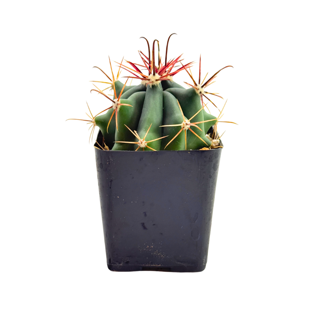 Fire Barrel Cactus | 2.5 inch | Ferocactus gracilis: 2.5 inch