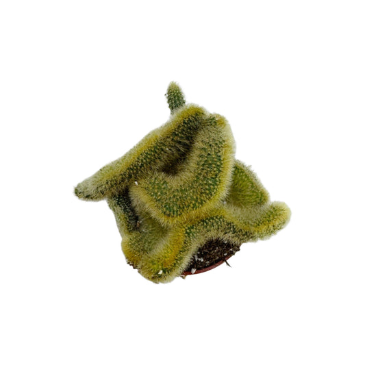Crested Golden Rat Tail | 2.5 inch | Cleistocactus winteri cristata: 2.5 inch