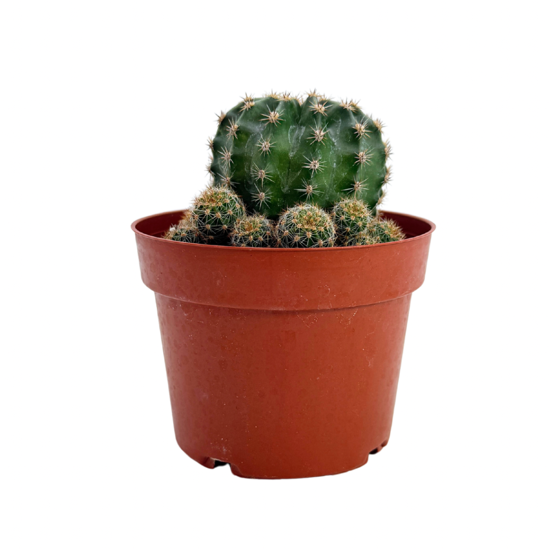 Easter Lilly Cactus | 4 inch | Echinopsis oxygona: 4 inch