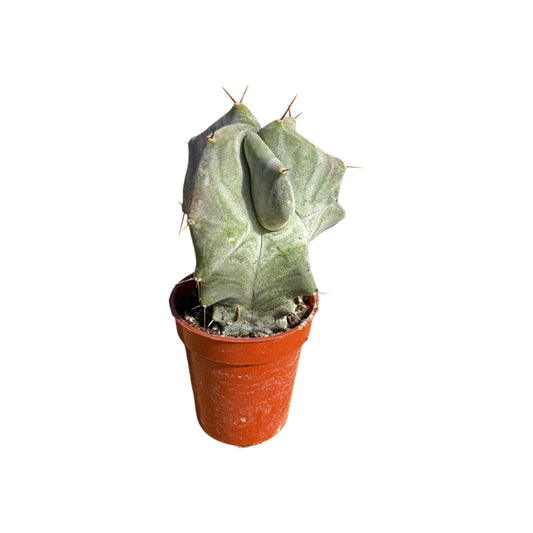 Ghost Organ Cactus | 2.5 inch | Stenocereus pruinosus: 2.5 inch