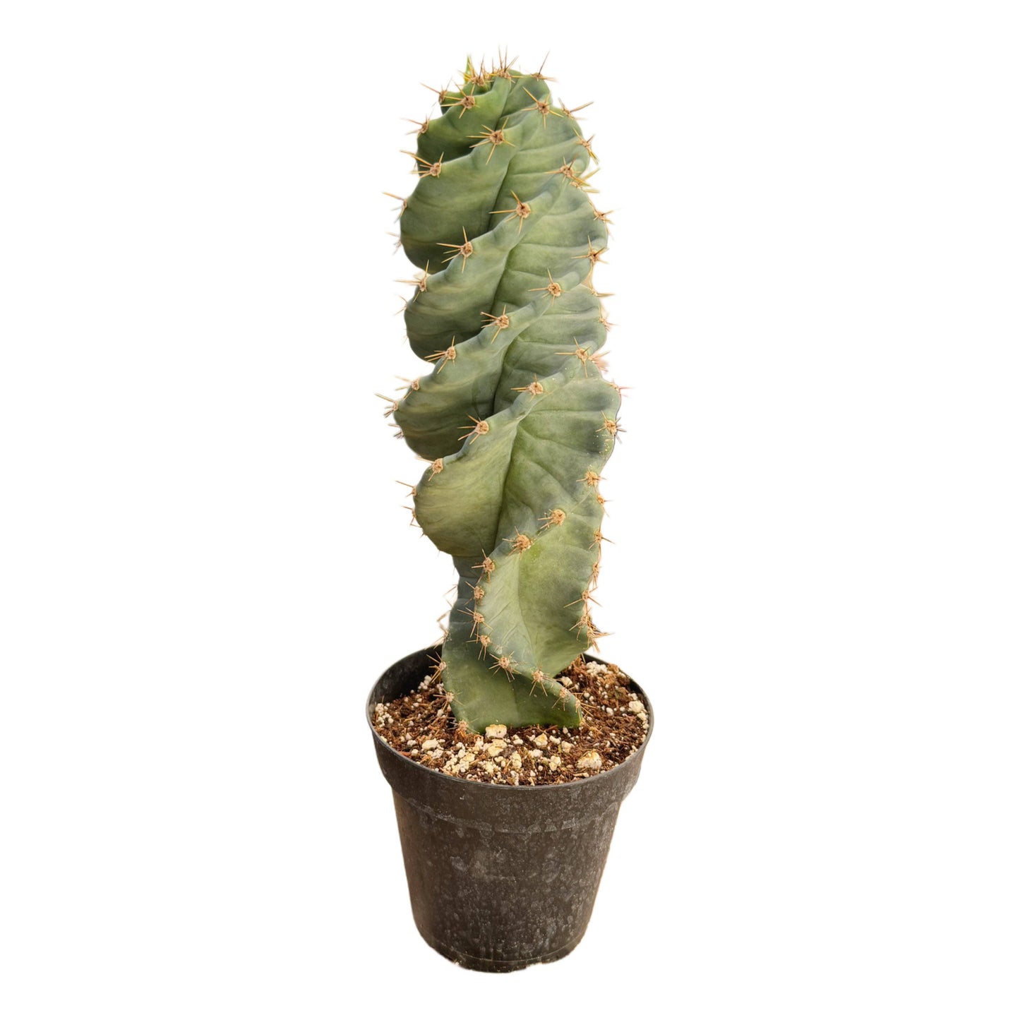 Spiral Cactus | Small 3.25 inch | Cereus forbesii spiralis: 3.5 inch