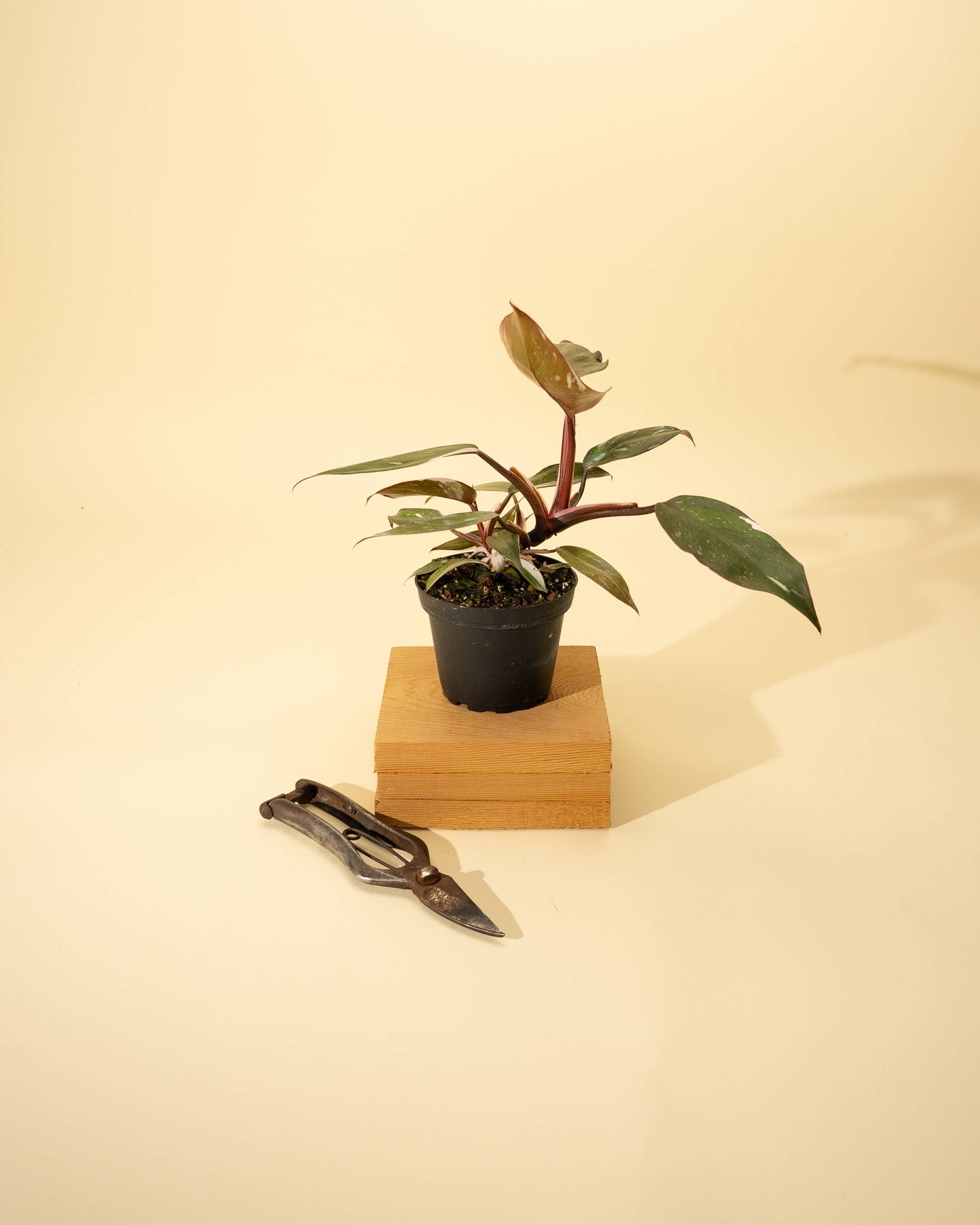 4" Philodendron 'Pink Princess'