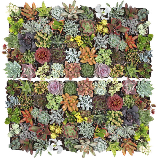 Ultimate Variety Succulents 100-Pack (50 Varieties, 2" Pots)