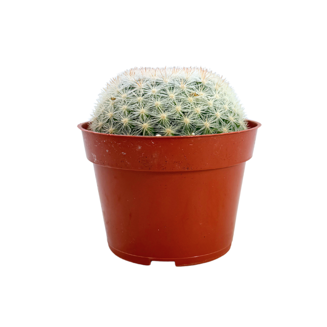 Snowball Cactus | 4 inch | Mammillaria candida: 4 inch
