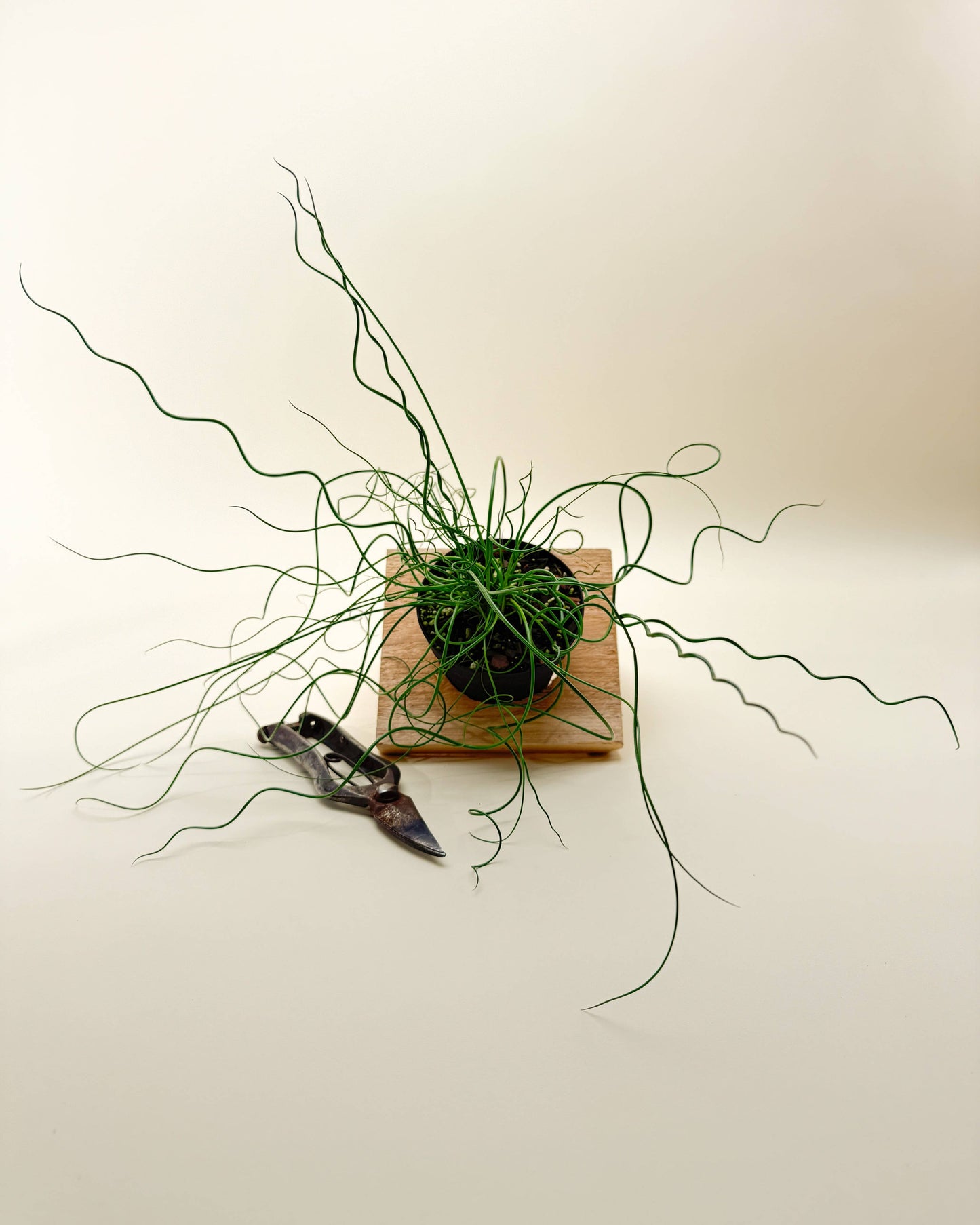 4" Juncus 'Spiralis Twister' (Corkscrew Plant)