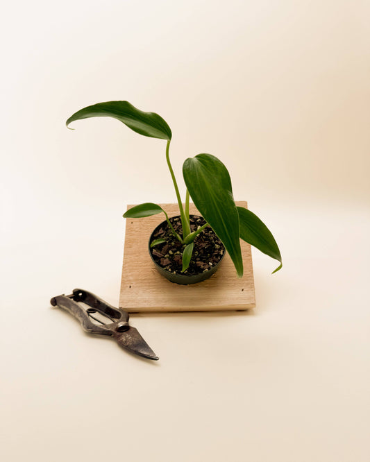 3.5" Monstera 'Burle Marx Flame'