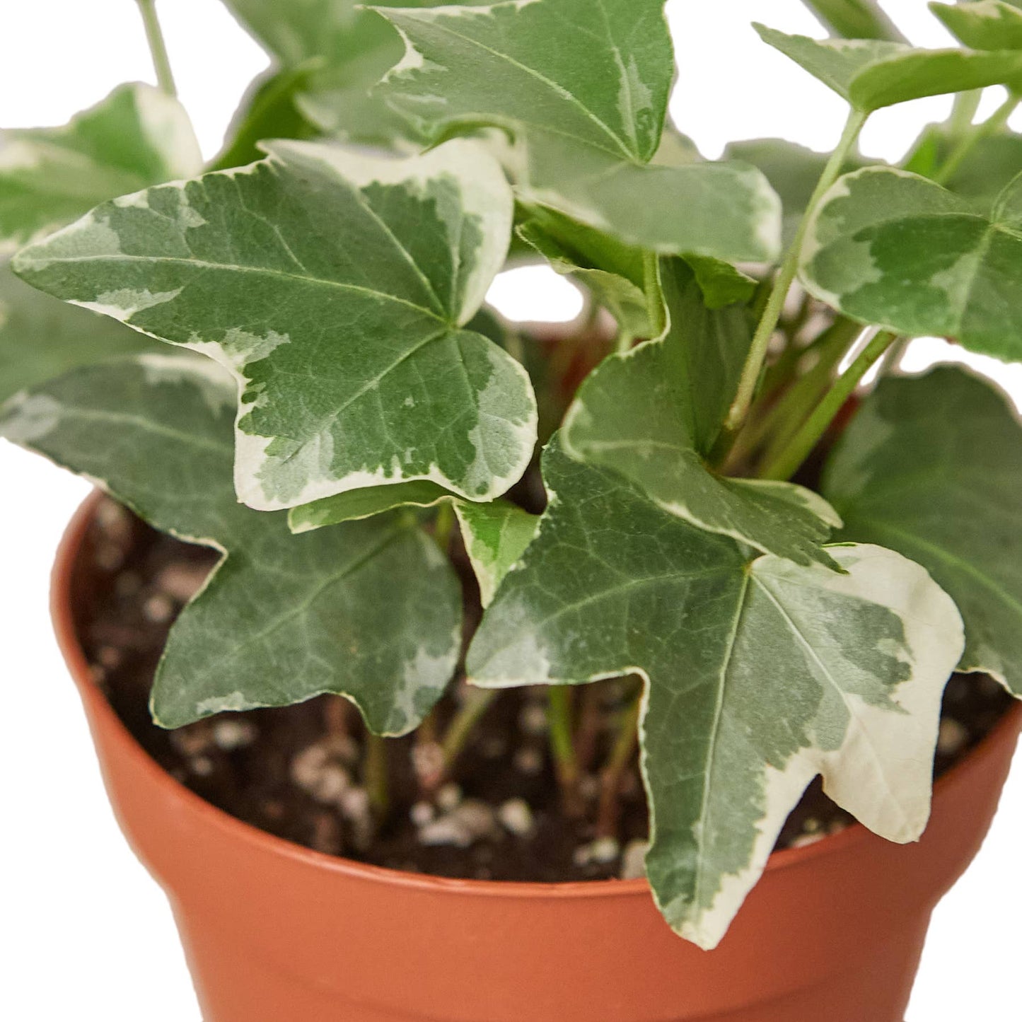 IVY GLACIER 4-inch