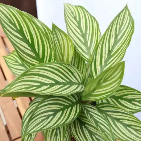 Rehab Plants. Super cheap. Unpotted.
