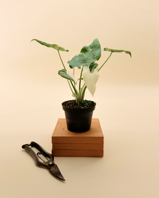 4" Alocasia Odora 'Okinawa Silver'