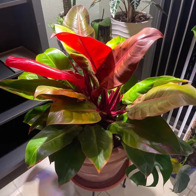 Philodendron McColleys Finale: