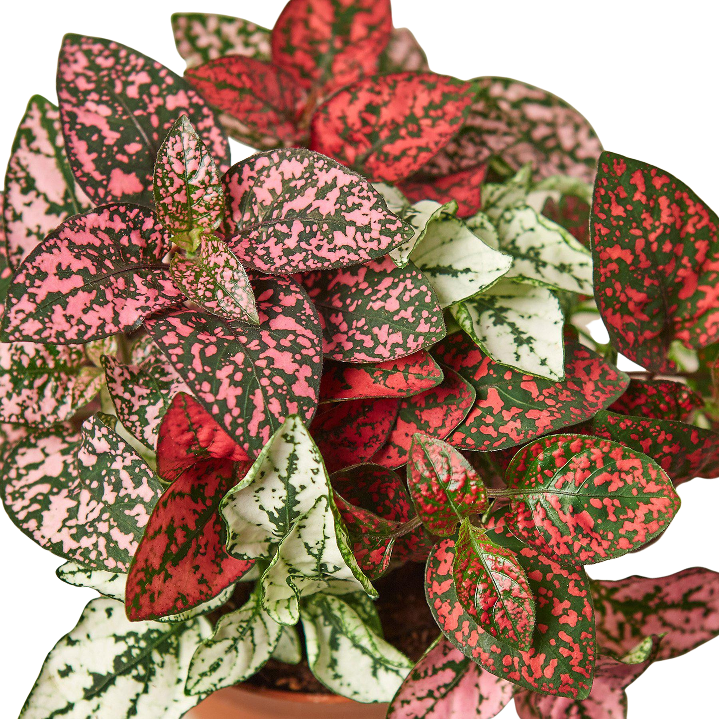 Hypoestes 'Polka Dot': White / 4" Pot