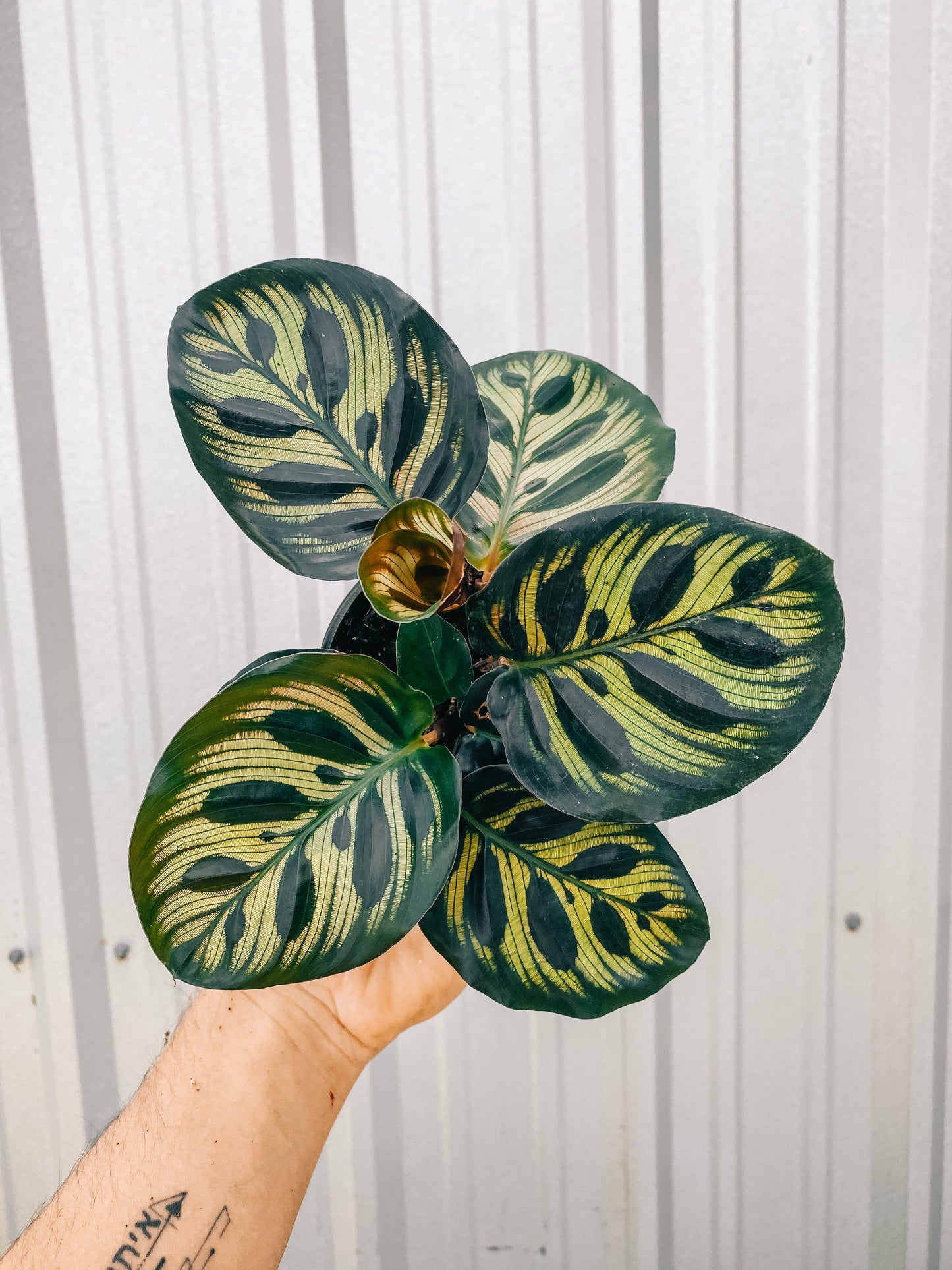 4" Calathea 'Makoyana'
