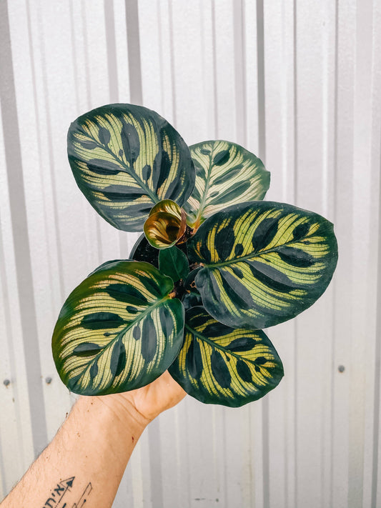 4" Calathea 'Makoyana'