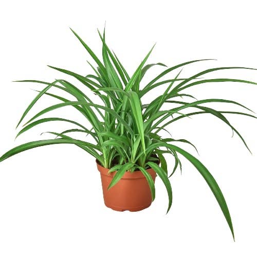 SPIDER GREEN 6-inch