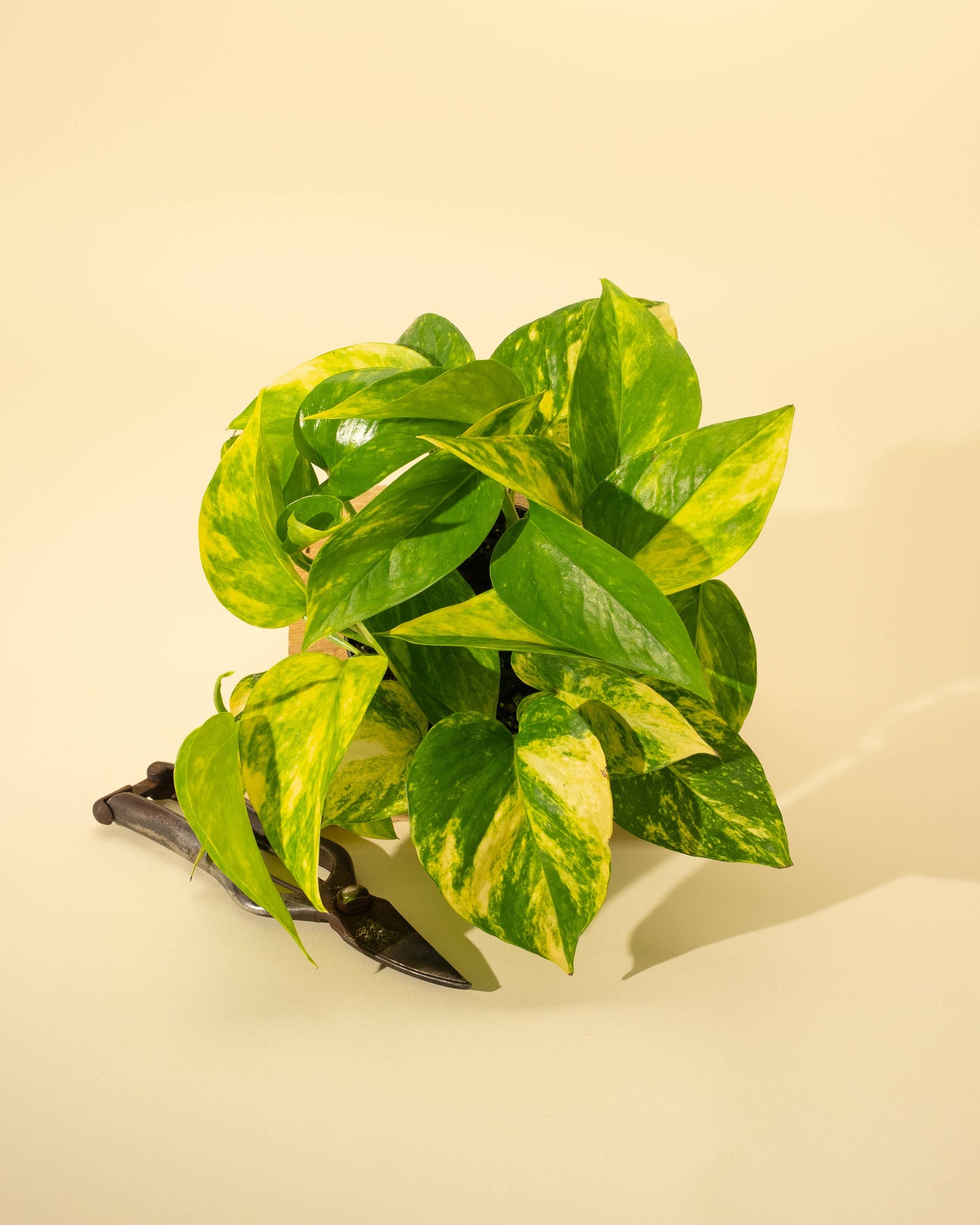 4" Pothos 'Golden Hi Color'