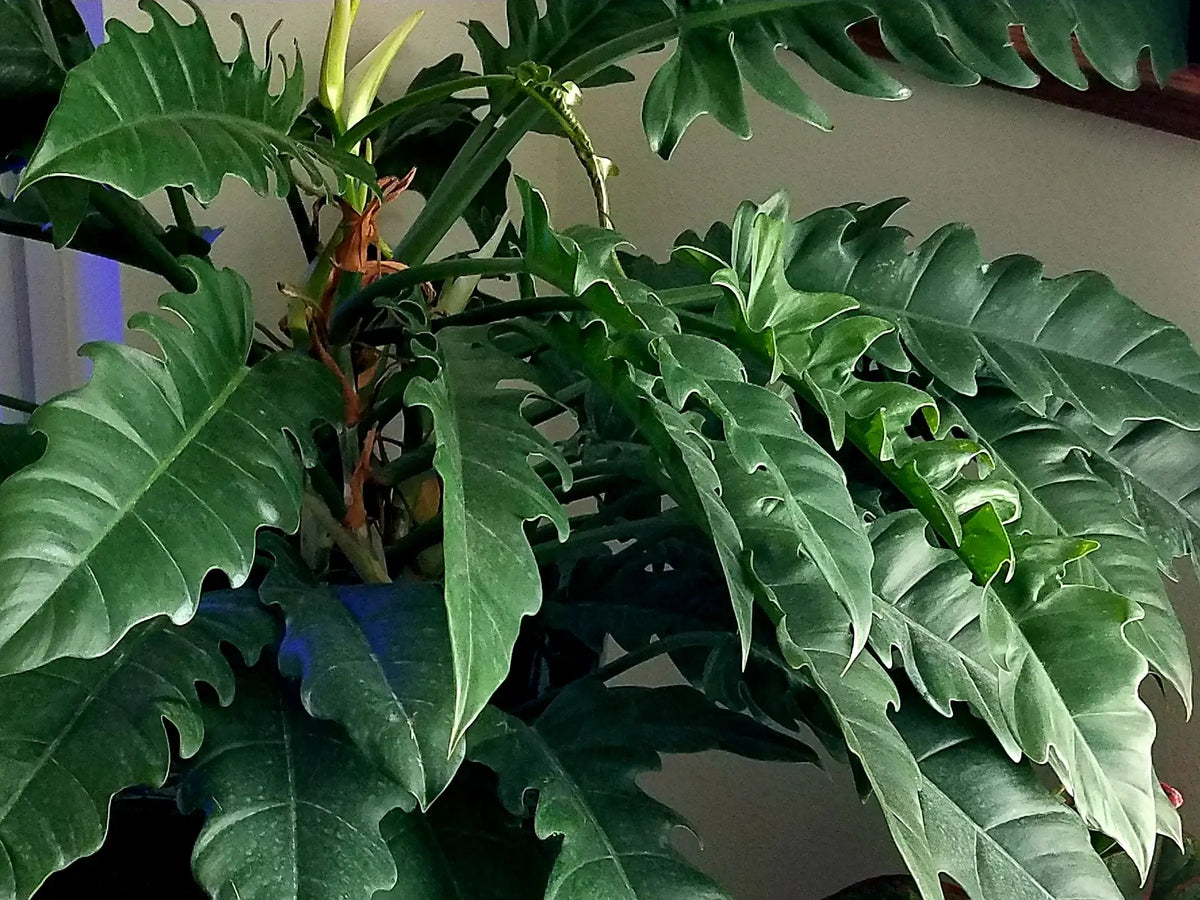 Philodendron Narrow.