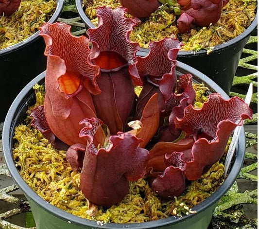Sarracenia Purpurea Venosa