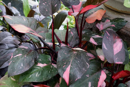 Philodendron Pink Princess. 2-3 inch starter plant. : No. I will pot them myself.
