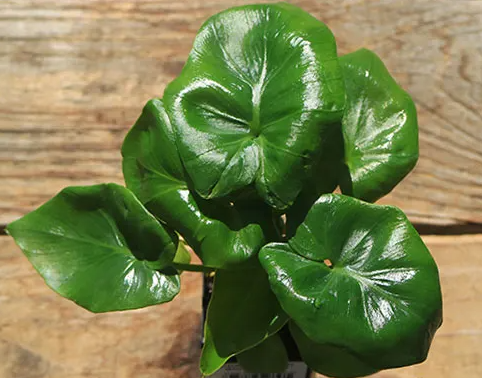 Philodendron ATOM. 2-3 inch starter plant.  : No. I will pot them myself.