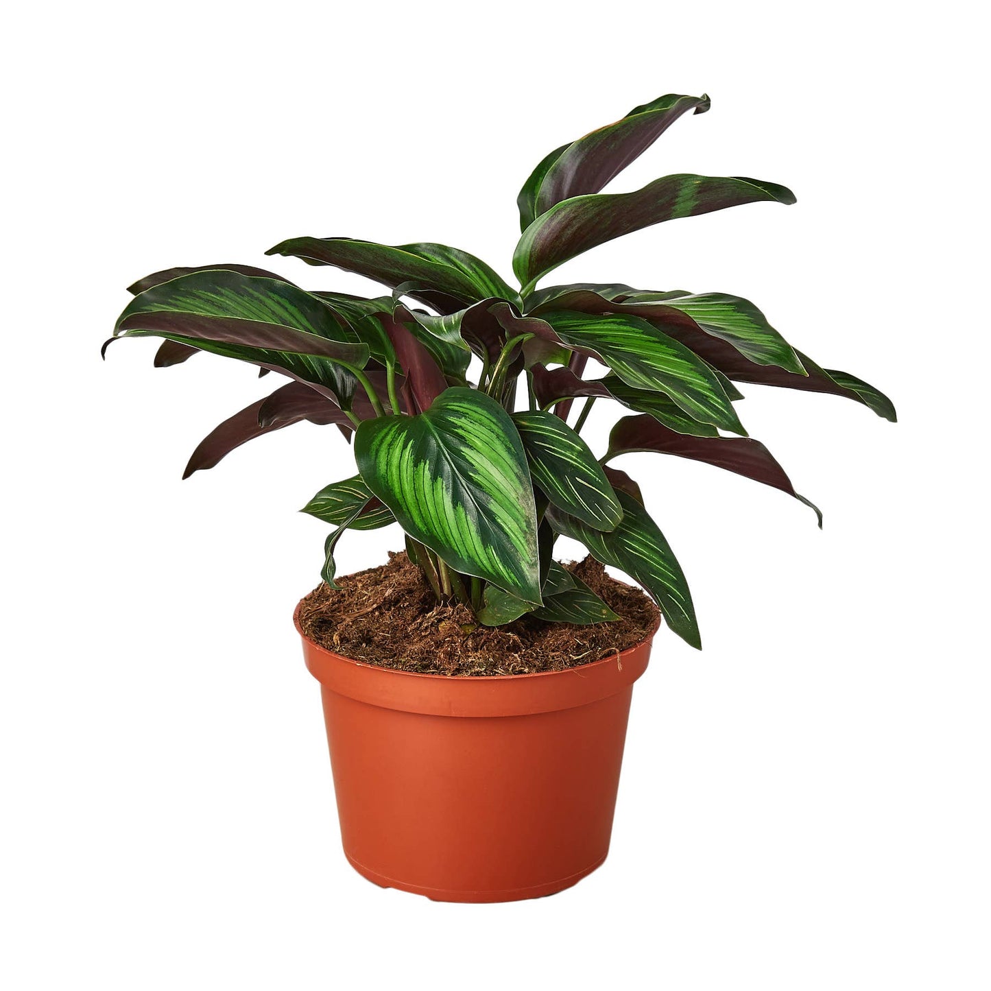 CALATHEA BEAUTY STAR 6-inch