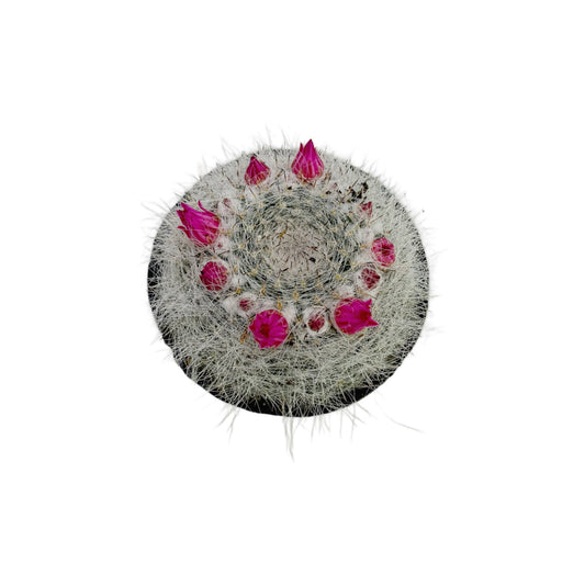 Old Lady Cactus | 2.5 inch | Mammillaria hahniana: 2.5 inch